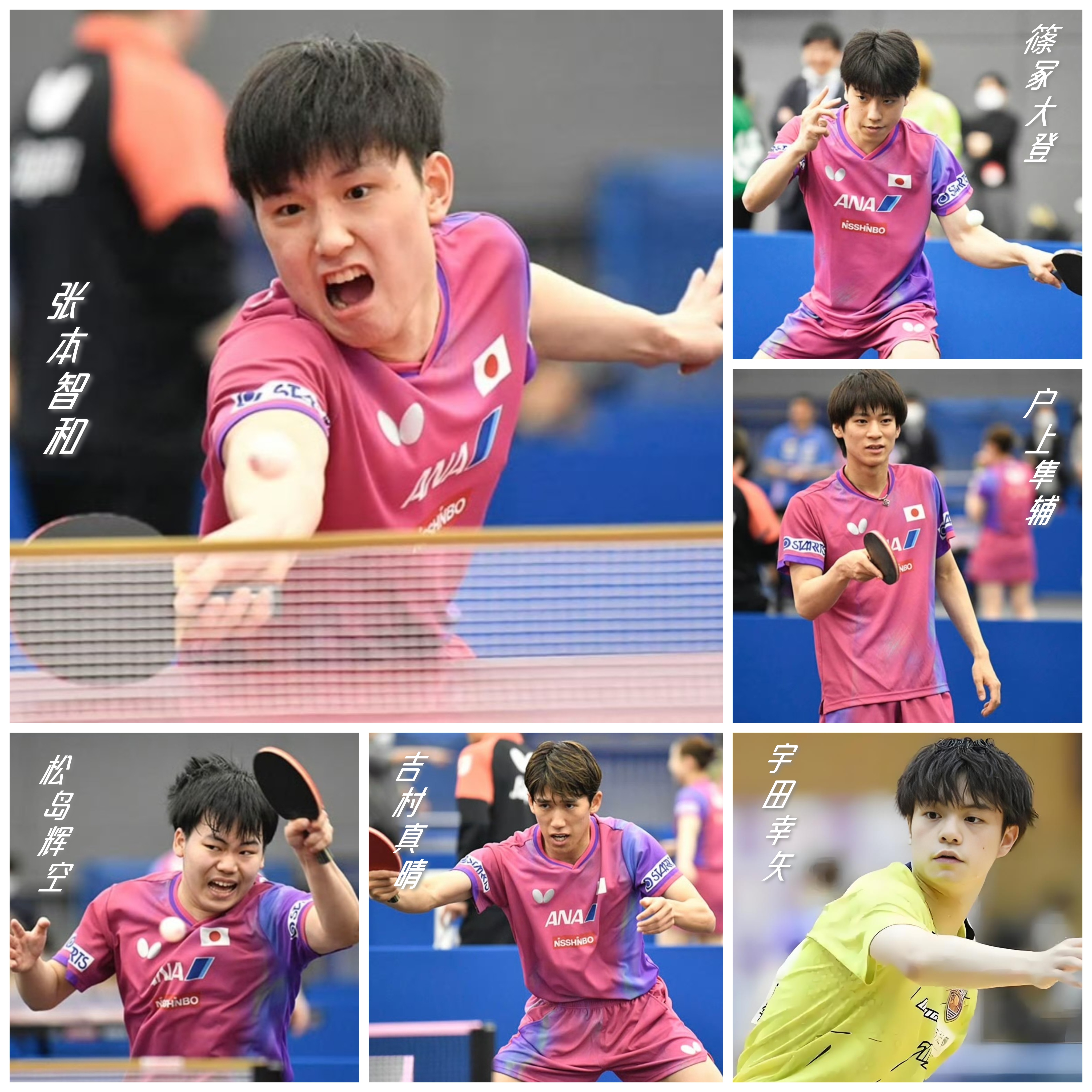 包含日本乒乓球队绝地反击波兰乒乓球队，张本智和统治全场的词条